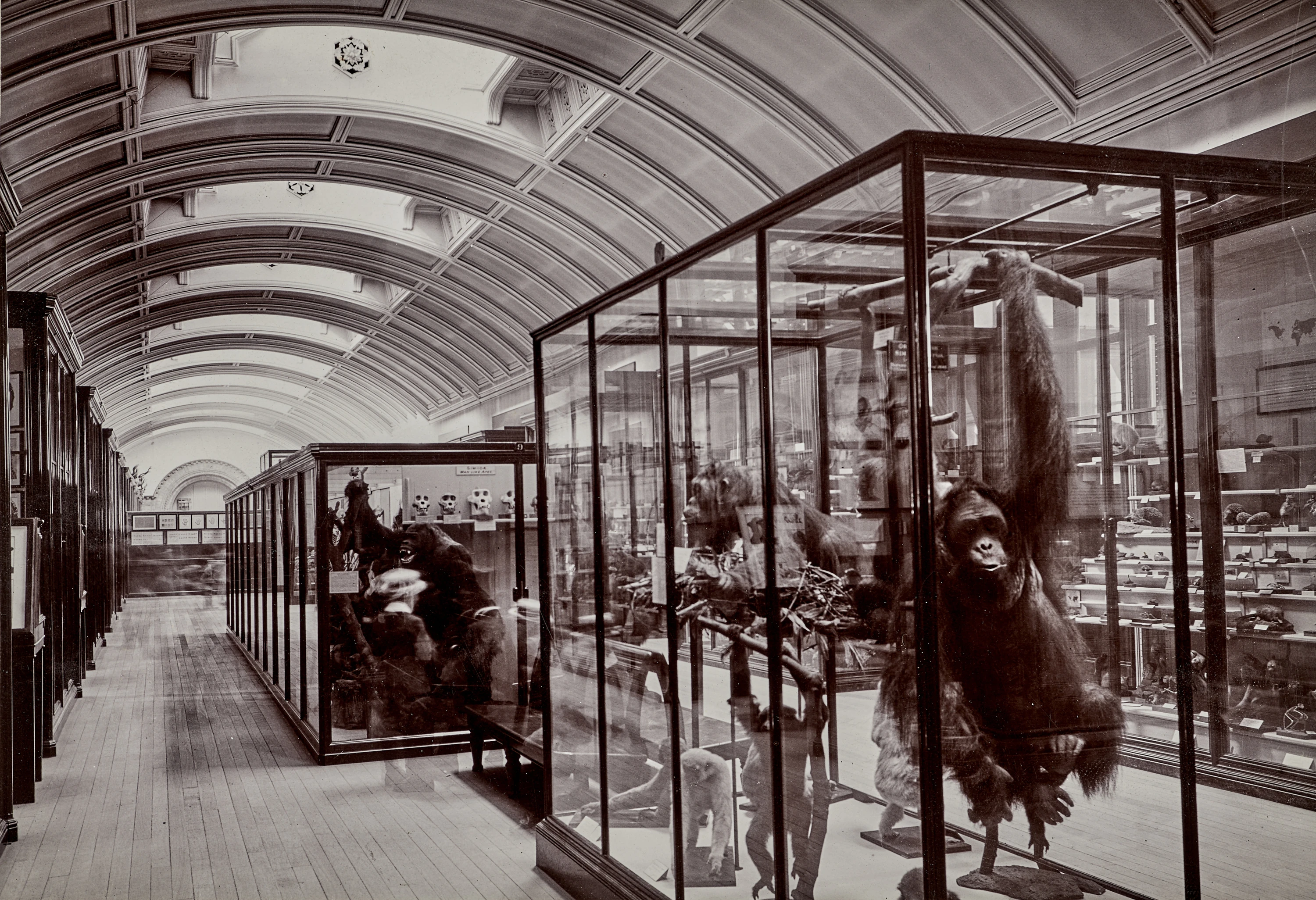 The Natural History Museum's mammals gallery in 1911