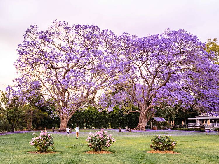 Scenic Rim, QLD Scenic Rim, QLD
