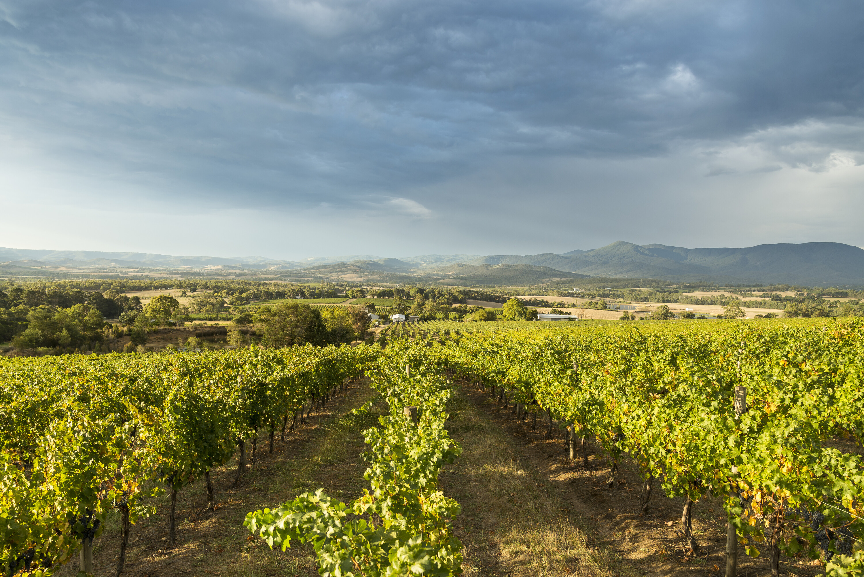 This Victorian vineyard is home to Australia's best wine for 2026