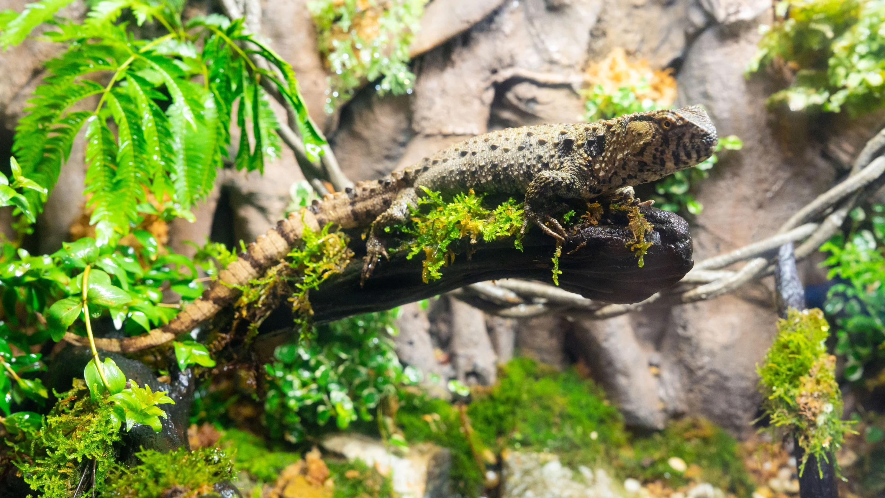 Ocean Park Reptile Territory Chinese crocodile lizard