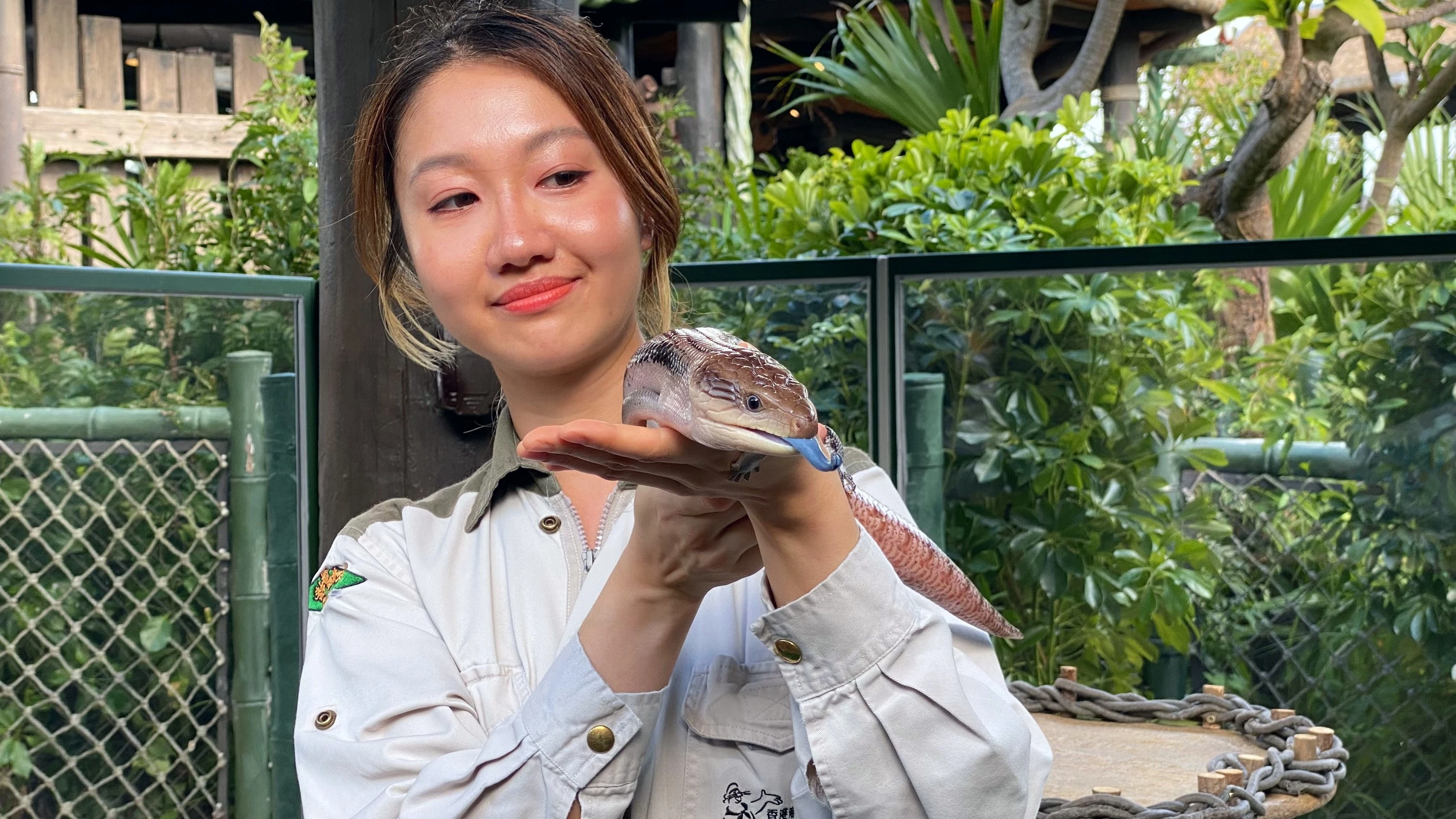 Ocean Park Reptile Territory blue tongued skink