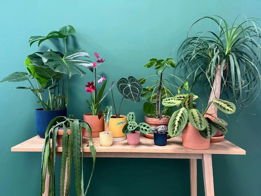 Gran venda de plantes