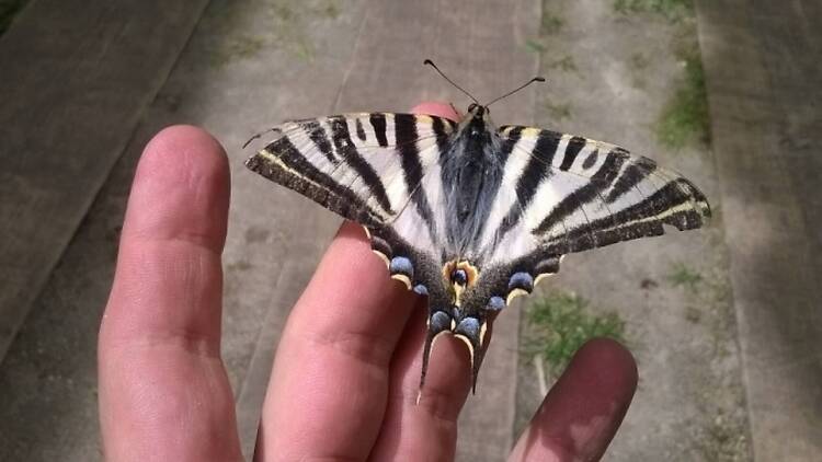 Discovering more about butterflies at the 'Escamas' exhibition
