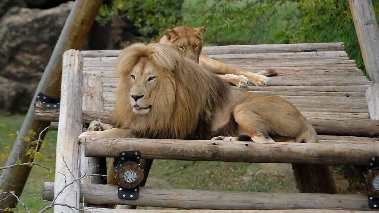 Everyone who goes to Joburg Zoo never missed the opportunity to see "Simba and Nala." Everyone who goes to Joburg Zoo never missed the opportunity to see "Simba and Nala."