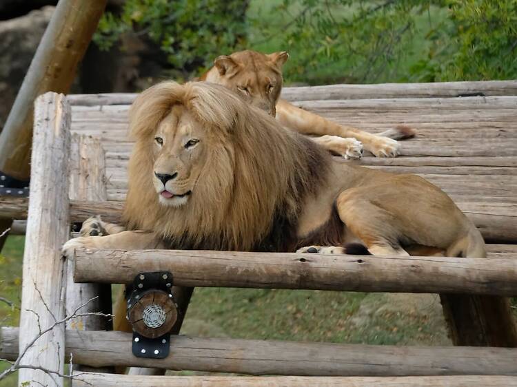 Take advantage of Joburg Zoo's R22 on the 22nd special this Saturday Take advantage of Joburg Zoo's R22 on the 22nd special this Saturday