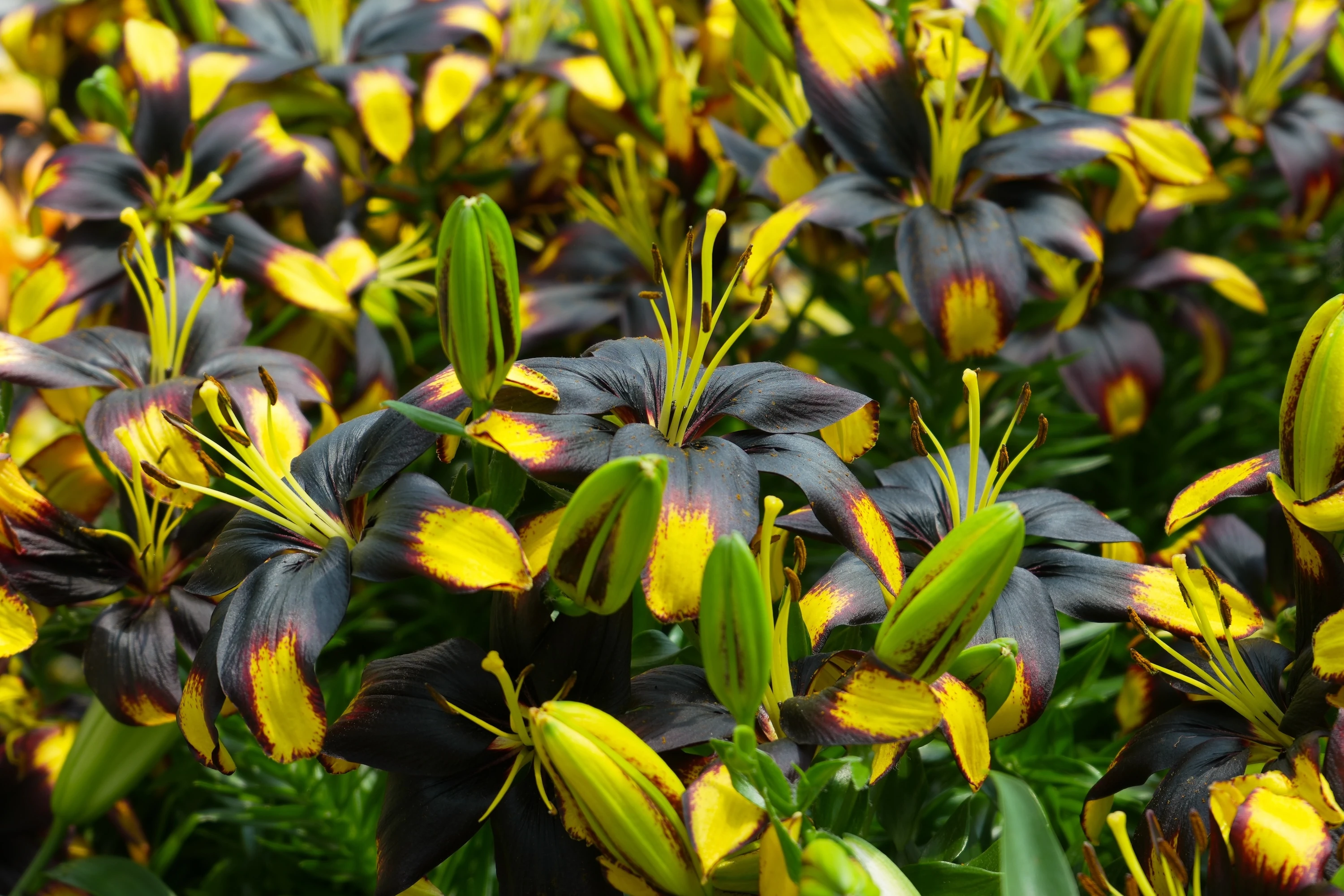 Lilium 'Tiny Massive'