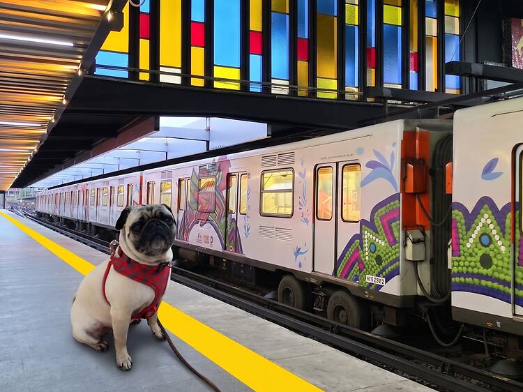 Metro con perritos: así es la iniciativa para que viajen contigo Metro con perritos: así es la iniciativa para que viajen contigo