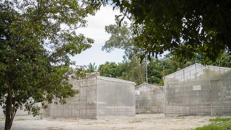 The hydropods that grow fresh produce at Farmlore's 33-acre farm