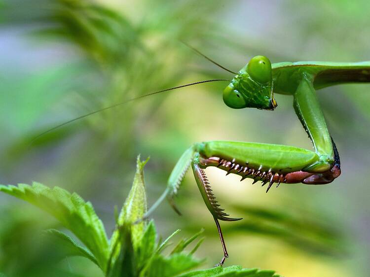 Get up close with creepy crawlies at Jing Jai Market