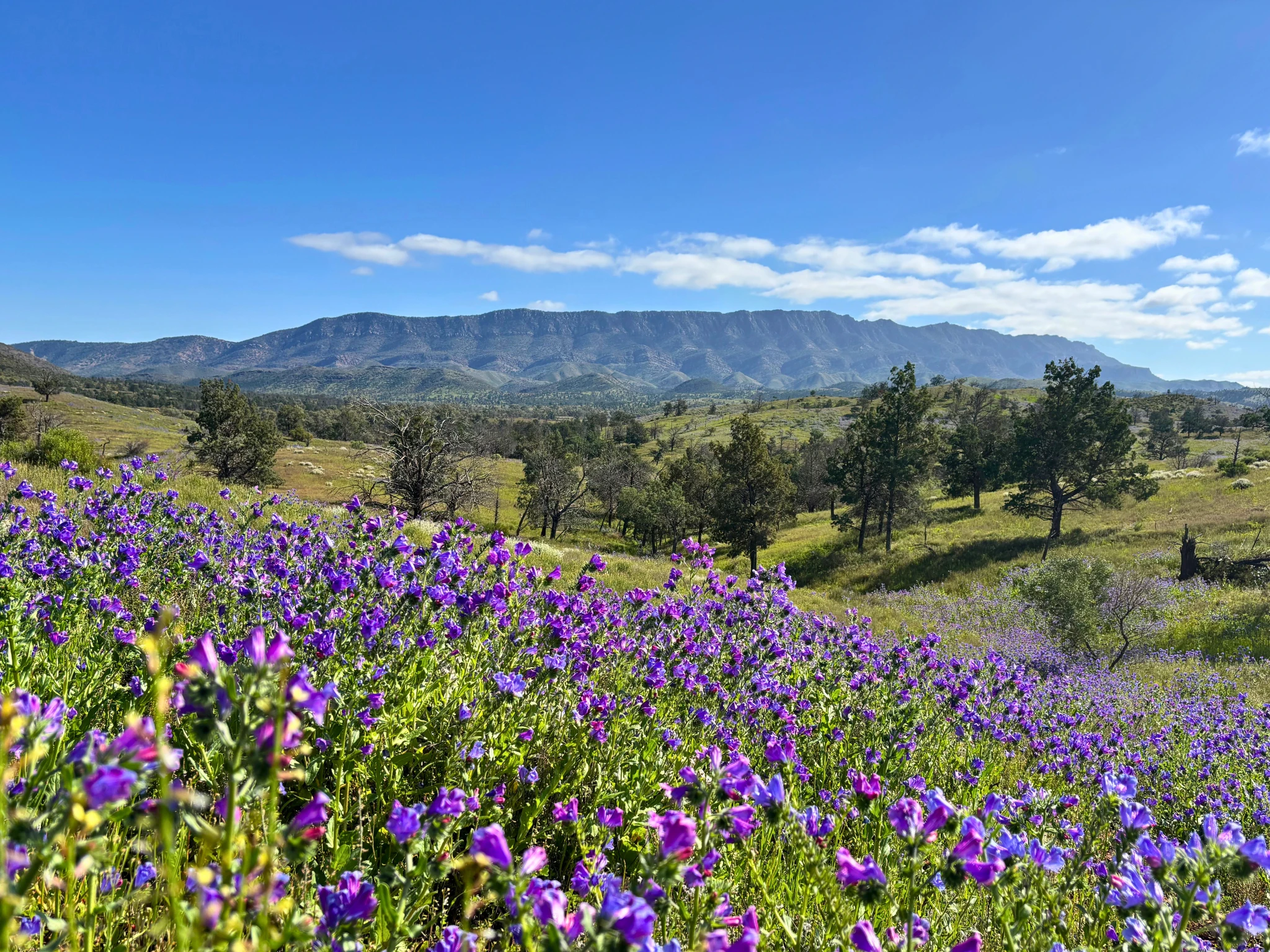 Wildflowers