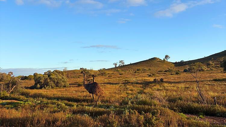 Emus in field