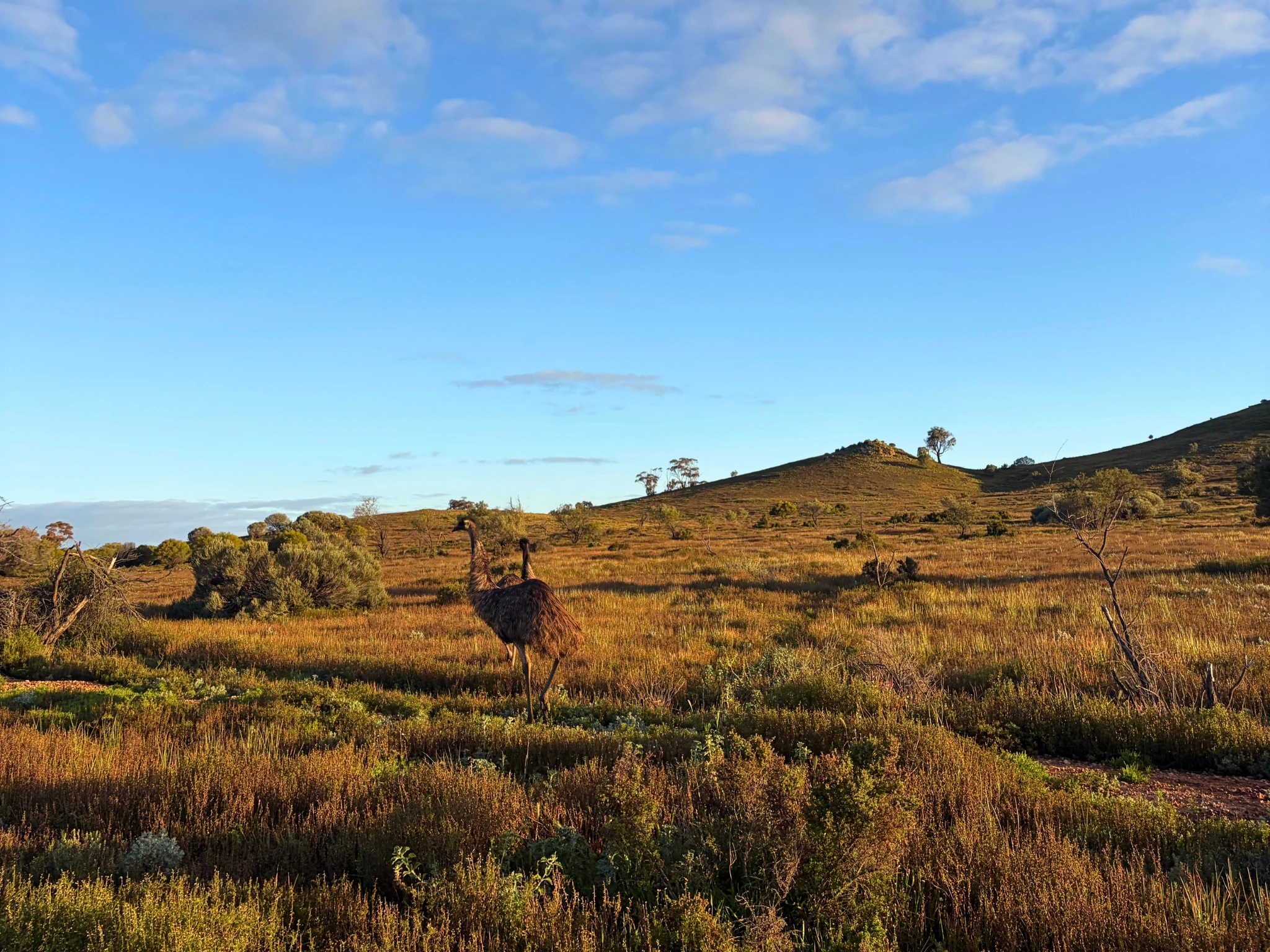 Emus in field