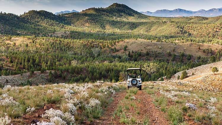 Safari drive