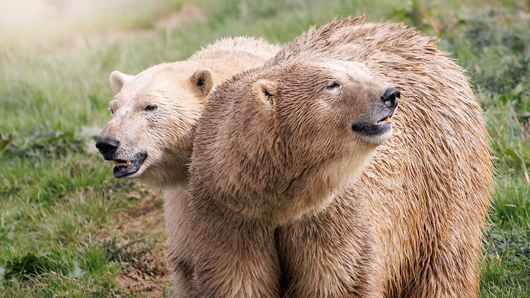Two large brown bears at Jimmy's Farm & Wildlife Zoo, Wherstead, Suffolk. VisitEngland Awards for Excellence 2026 Gold Winner - Large Visitor Attraction of the Year.