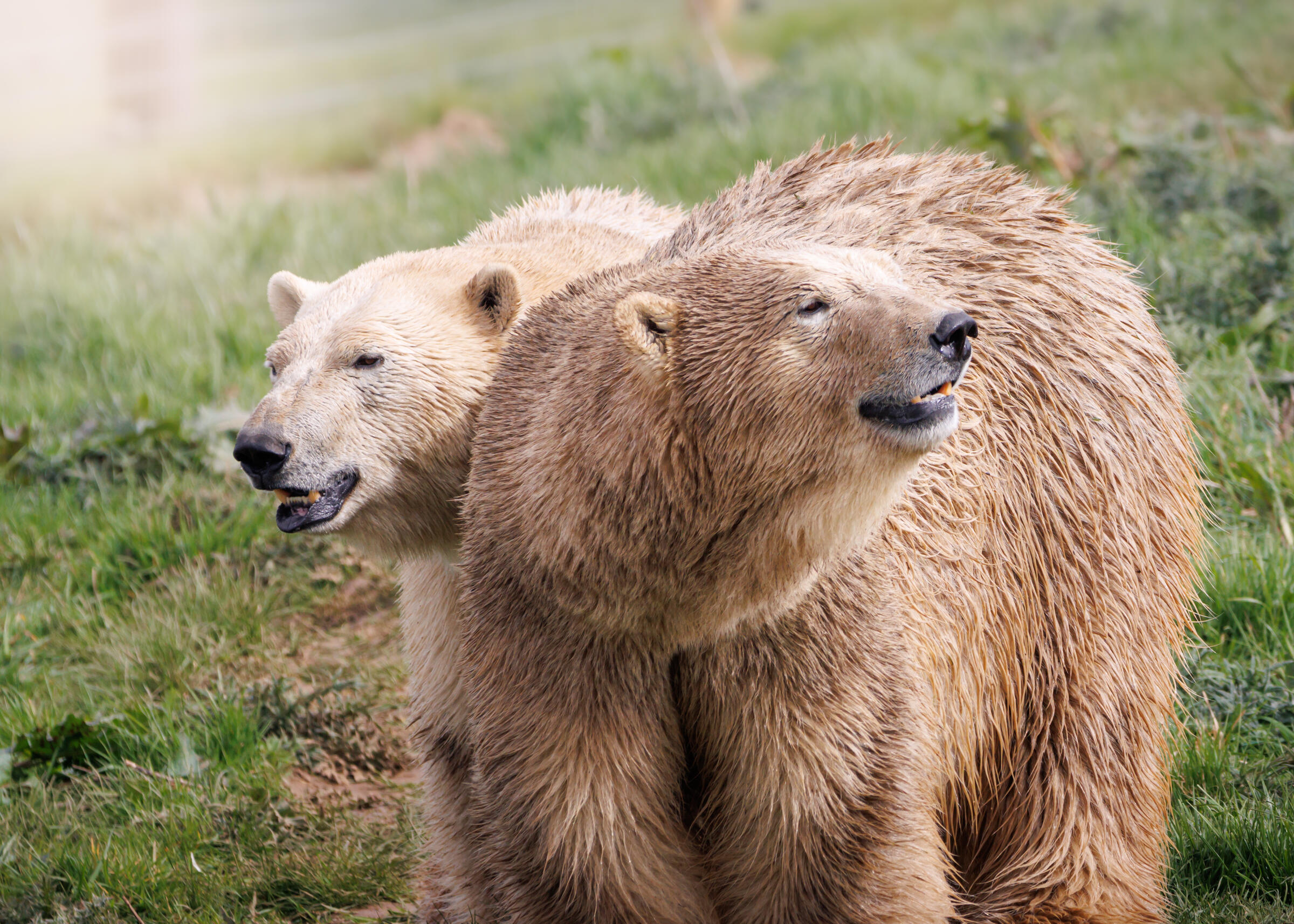 The exotic wildlife park that is England’s best major attraction in 2026