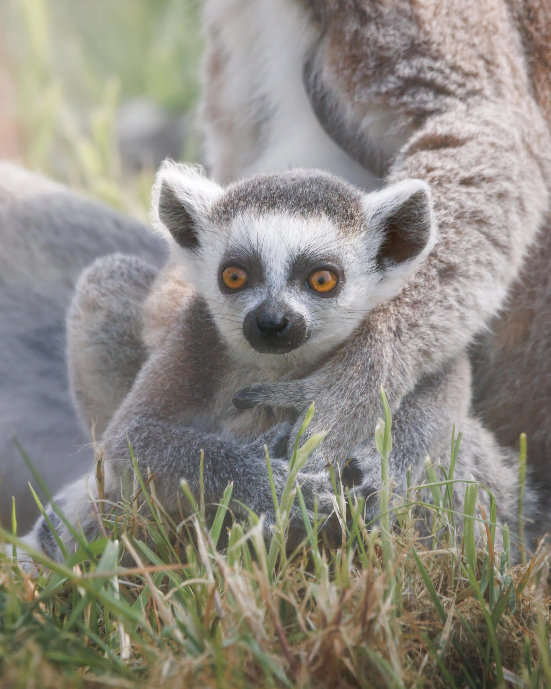 A baby lemur at Jimmy's Farm & Wildlife Zoo, Wherstead, Suffolk.VisitEngland Awards for Excellence 2026 Gold Winner - Large Visitor Attraction of the Year.