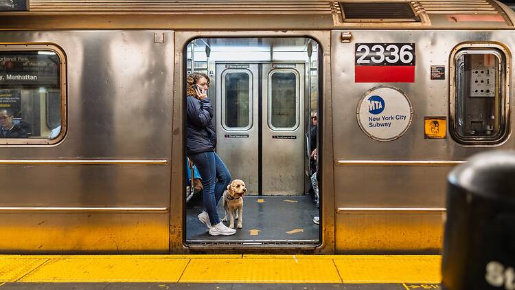 Dog parent on the subway Dog parent on the subway