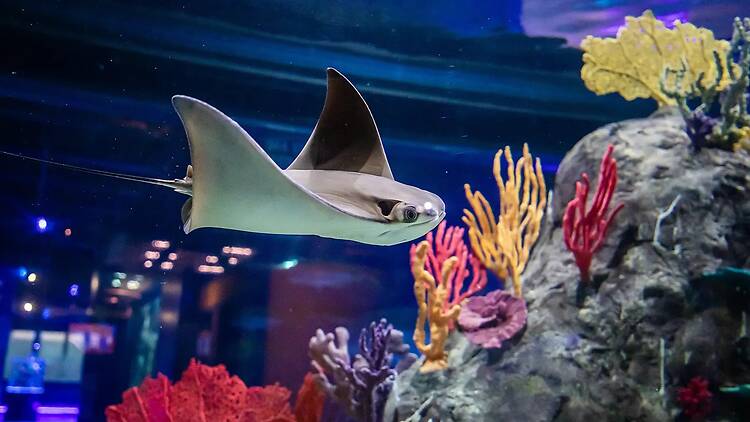 Acuario Michin