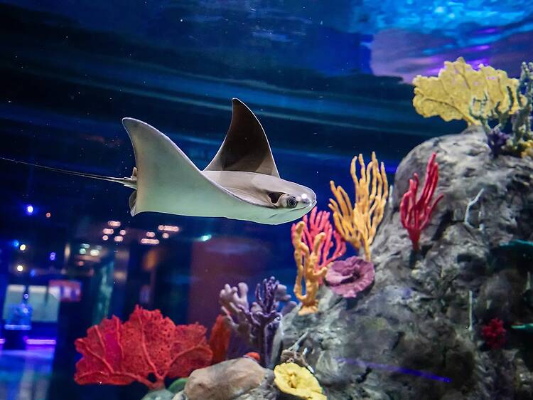 Acuario Michin