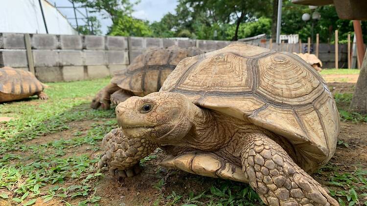 Live Turtle Museum Singapore