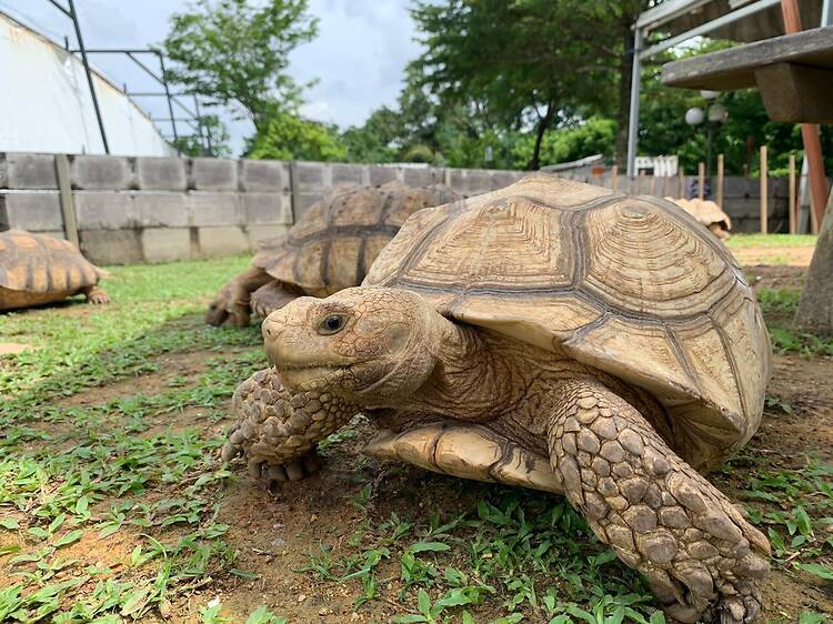 Singapore's beloved Live Turtle Museum reopens in a bigger, better home in Yishun