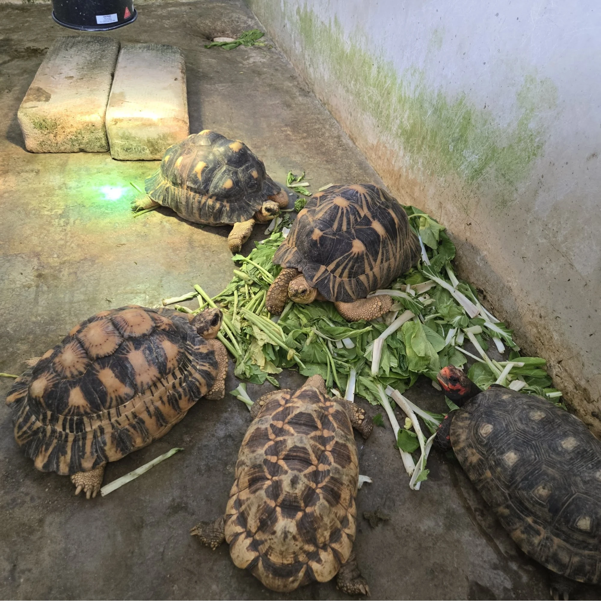 Live Turtle Museum Singapore