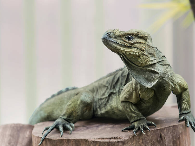 海洋公園新景點「爬行探索基地」展館開幕 匯聚珍稀爬行類動物瀕危物種犀牛鬣蜥、國家一級保護動物瑤山鱷蜥