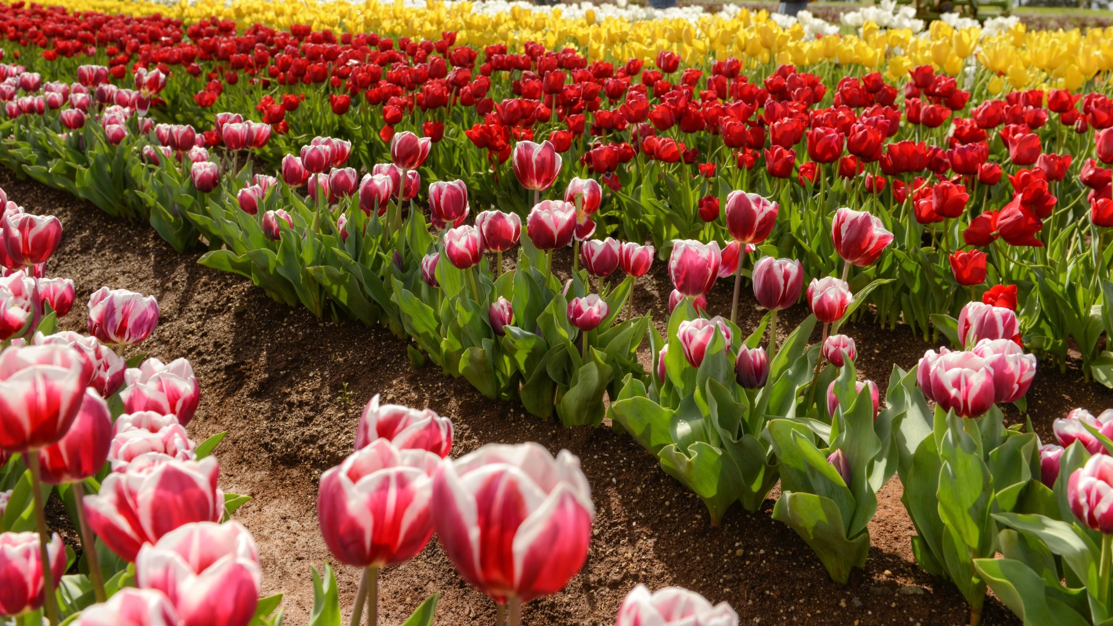Tesselaar Tulip Festival