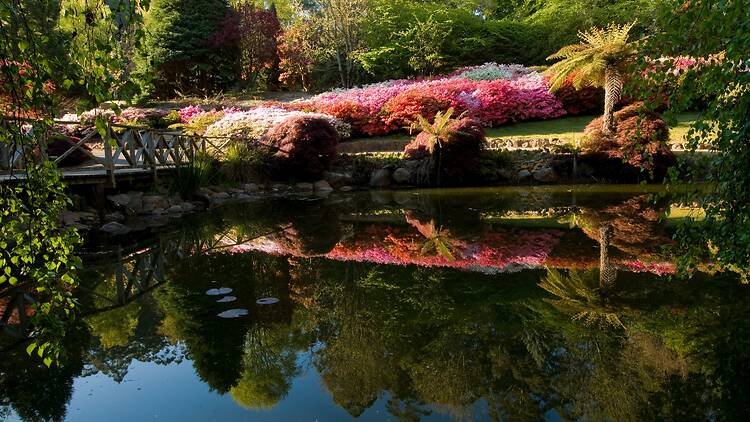 Dandenong Ranges Botanic Garden- Kurume Bowl and Pond Dandenong Ranges Botanic Garden- Kurume Bowl and Pond