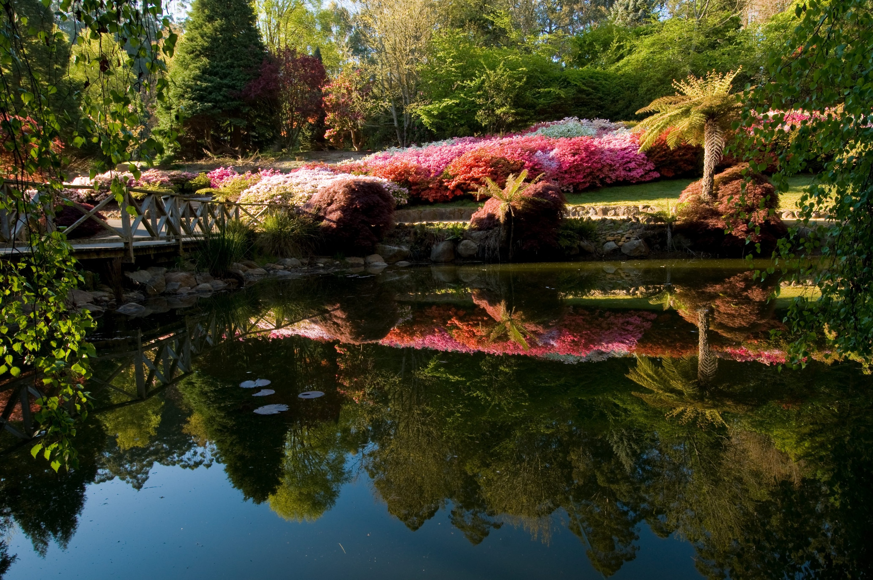 Five magical spots to see springtime blooms in Victoria – from tulips to roses and gorgeous wildflowers