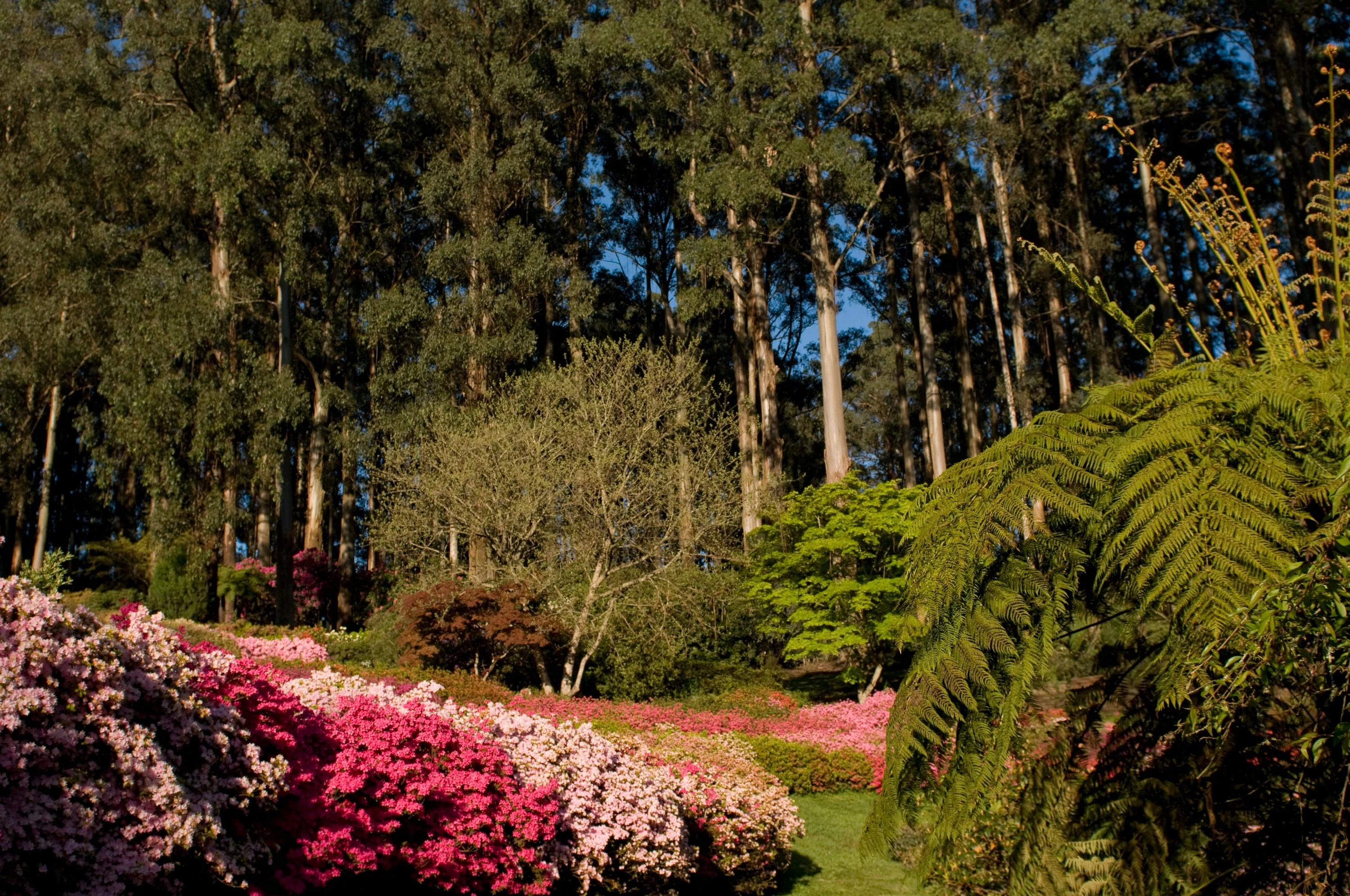 Dandenong Ranges Botanic Garden (formerly National Rhododendron Garden)