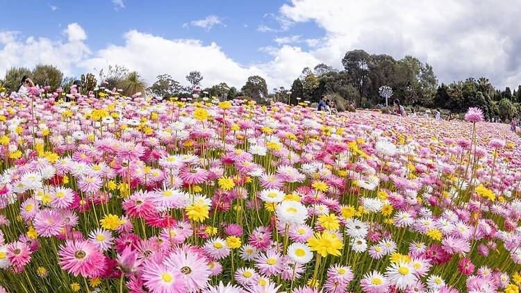 See springtime blooms from cherry blossom to tulips See springtime blooms from cherry blossom to tulips