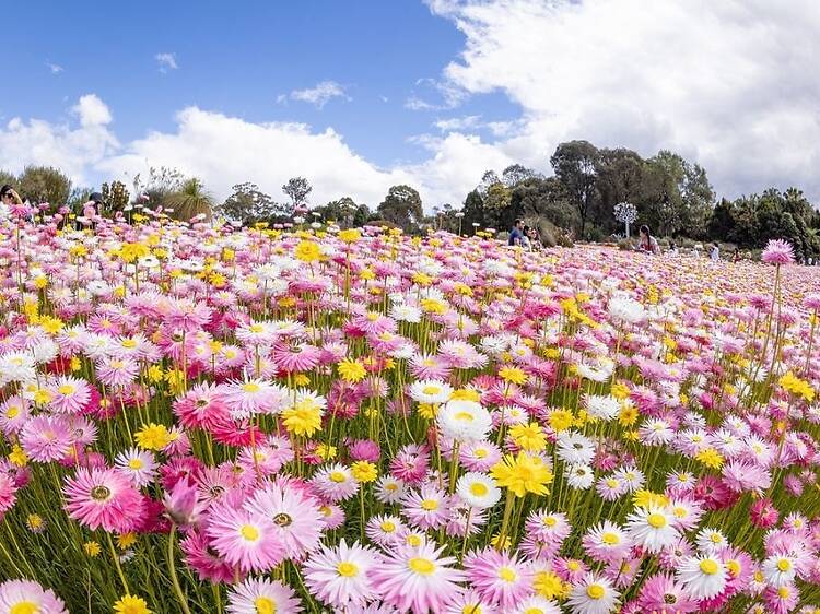 See springtime blooms from cherry blossom to tulips See springtime blooms from cherry blossom to tulips
