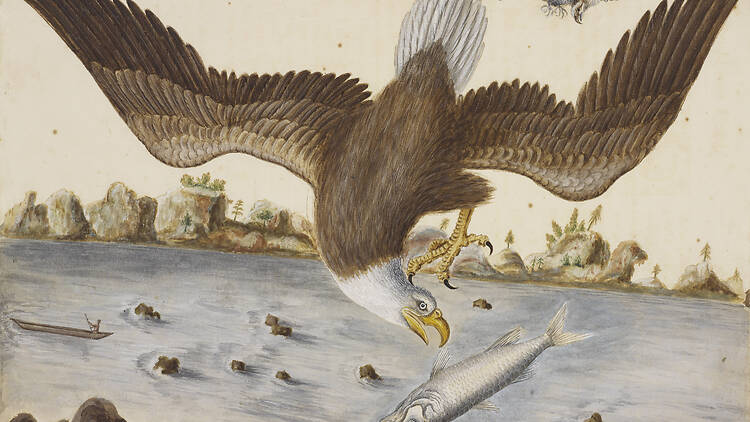 The Bald Eagle, Mark Catesby, 1722-26 The Bald Eagle, Mark Catesby, 1722-26