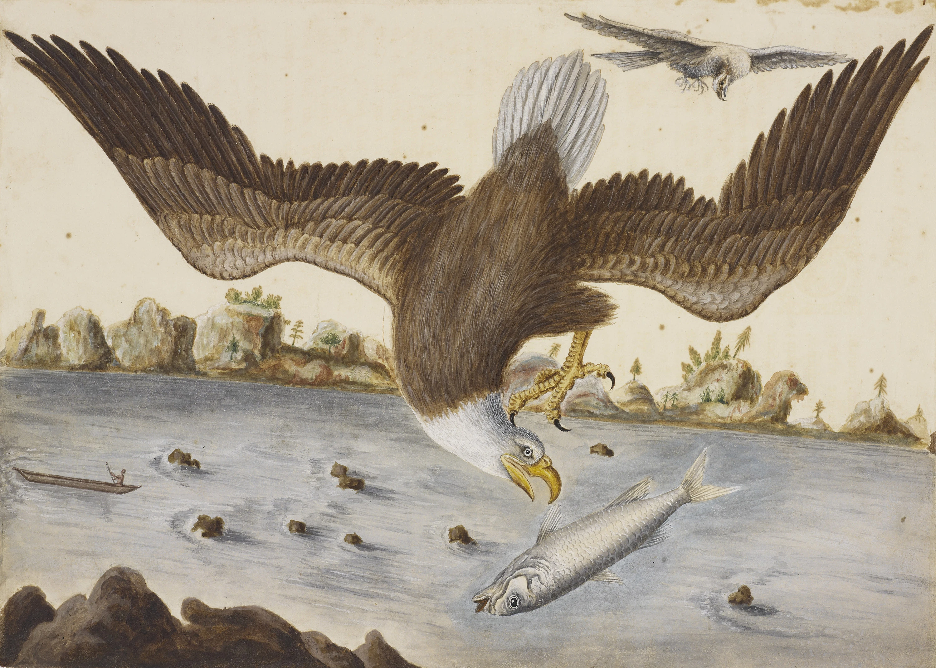 The Bald Eagle, Mark Catesby, 1722-26 