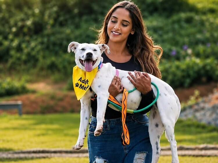 Phoenix Animal Care & Treatment (PACT) Phoenix Animal Care & Treatment (PACT)