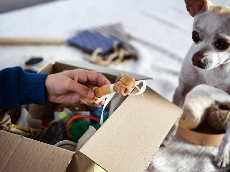 Project Dog Project Dog