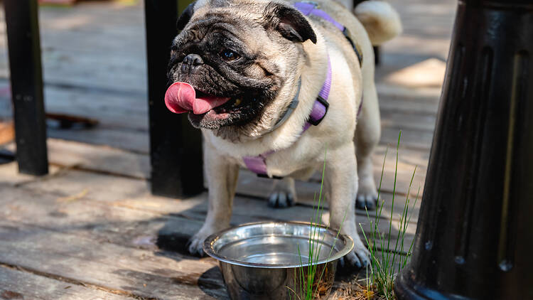 Pug Rescue South Africa Pug Rescue South Africa