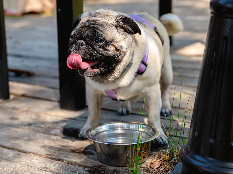 Pug Rescue South Africa Pug Rescue South Africa