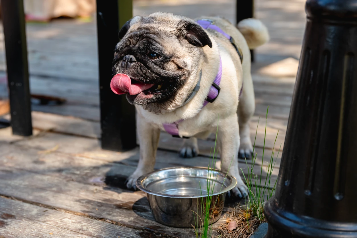Cute pug dog with its tongue out, drinking fresh water from its metal bowl on a wooden deck during a sunny day, enjoying a refreshing moment outdoors