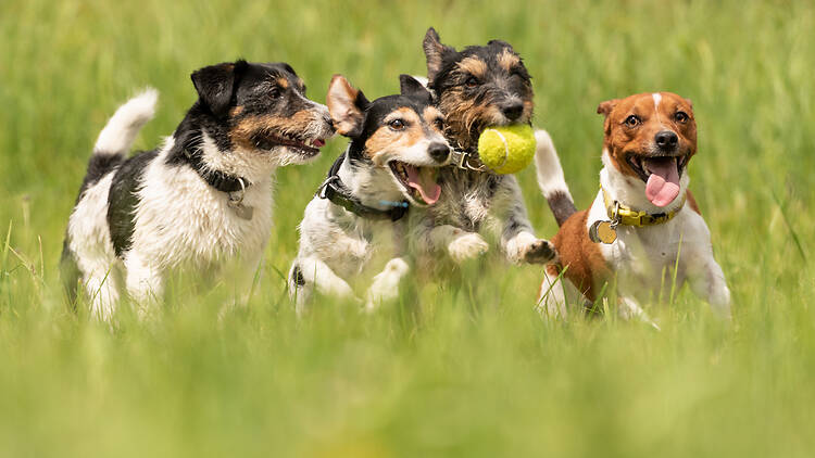 Happy International Dog Day! Here are Durban dog rescue organisations that keep tails wagging