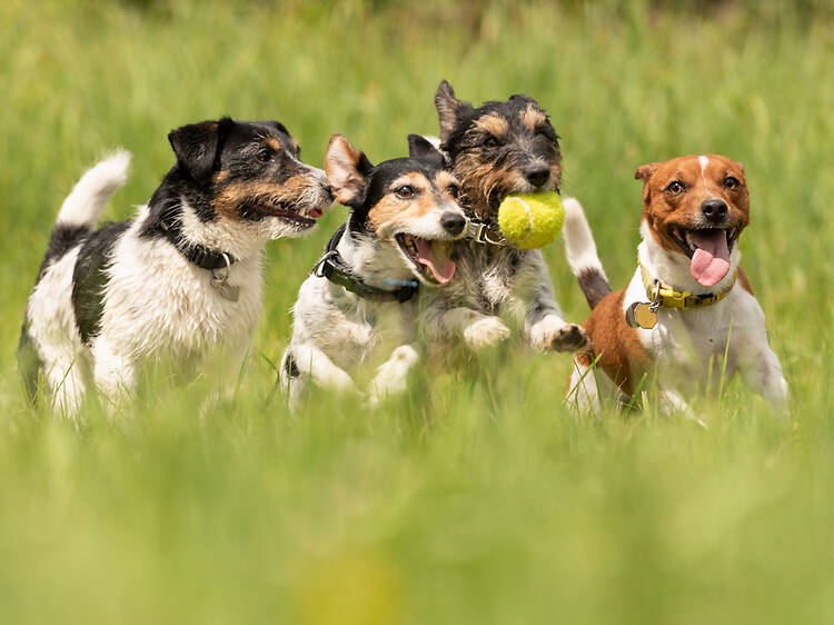 Happy International Dog Day! Here are Durban dog rescue organisations that keep tails wagging