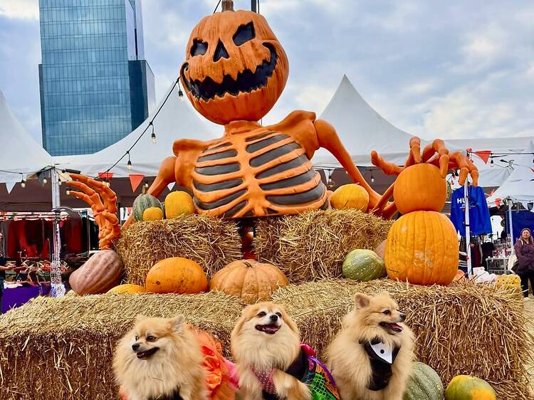 Pumpkin Zone Pumpkin Zone
