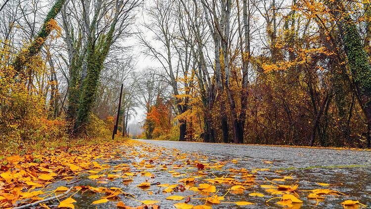 Fall