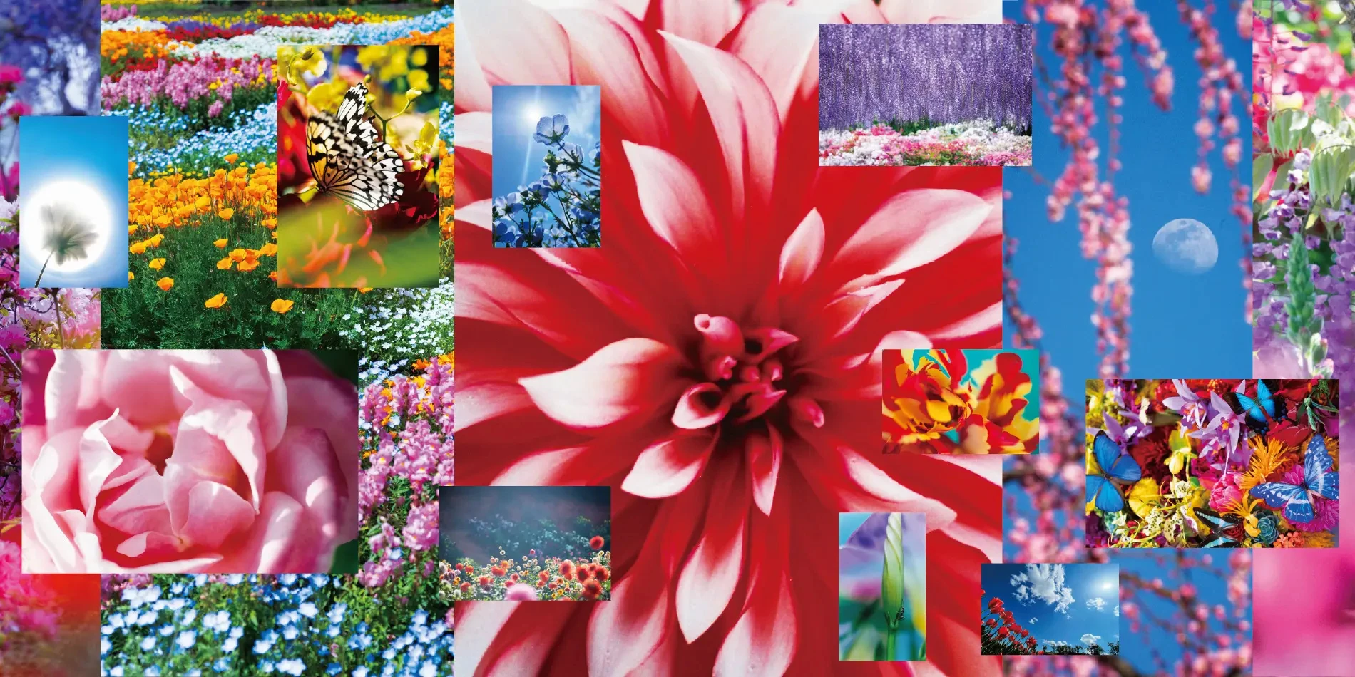Mika Ninagawa. Untitled, 2026. Photocollage.