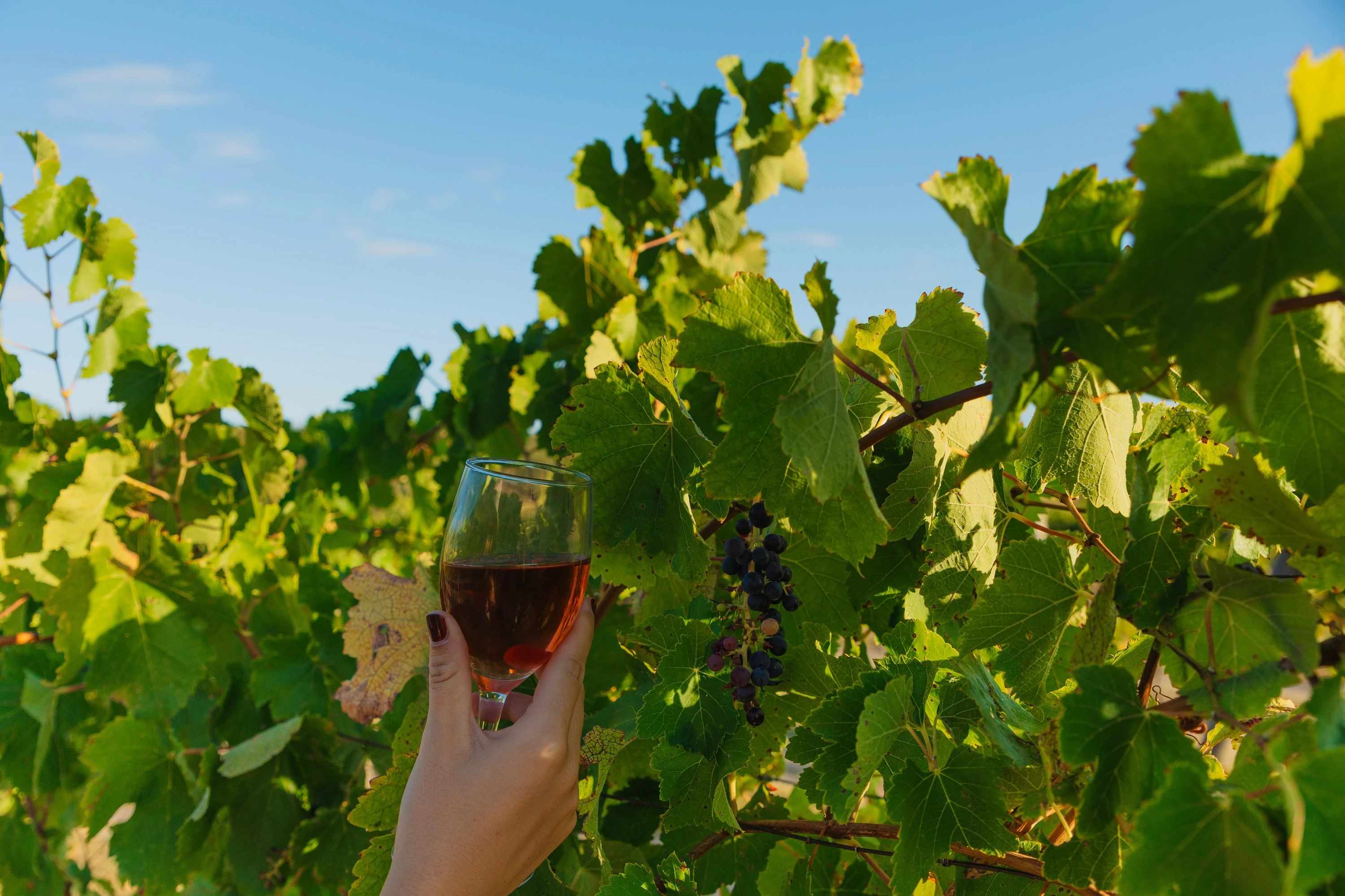 Wine glass in vineyard