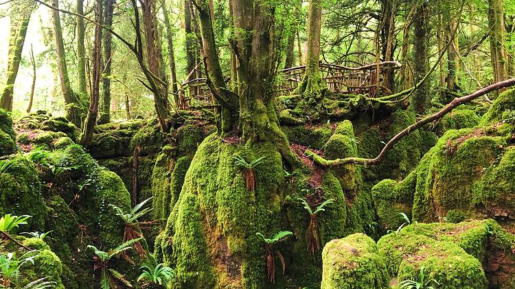 Puzzlewood, Forest of Dean Puzzlewood, Forest of Dean