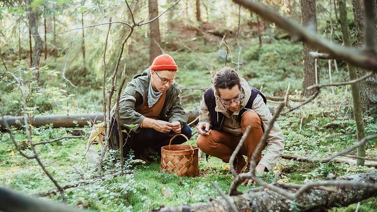 Mushrooms: your dinner is hiding in the forest