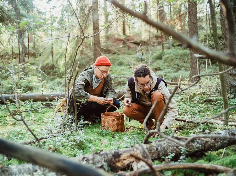 Mushrooms: your dinner is hiding in the forest