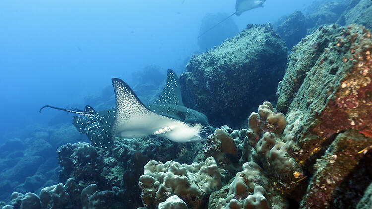 Get up close to spotted eagle rays Get up close to spotted eagle rays